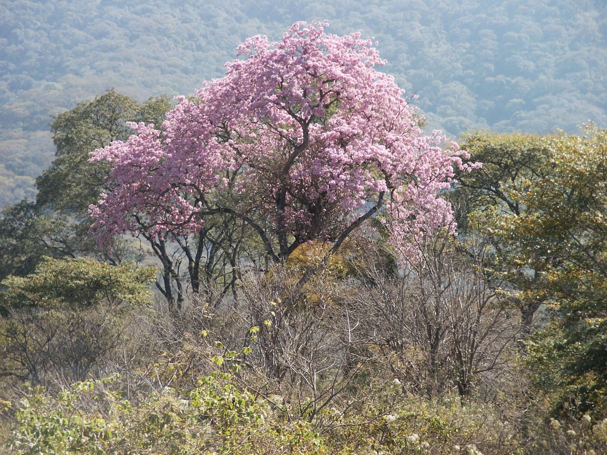 Paisaje Chaqueño. Aventura en el monte.