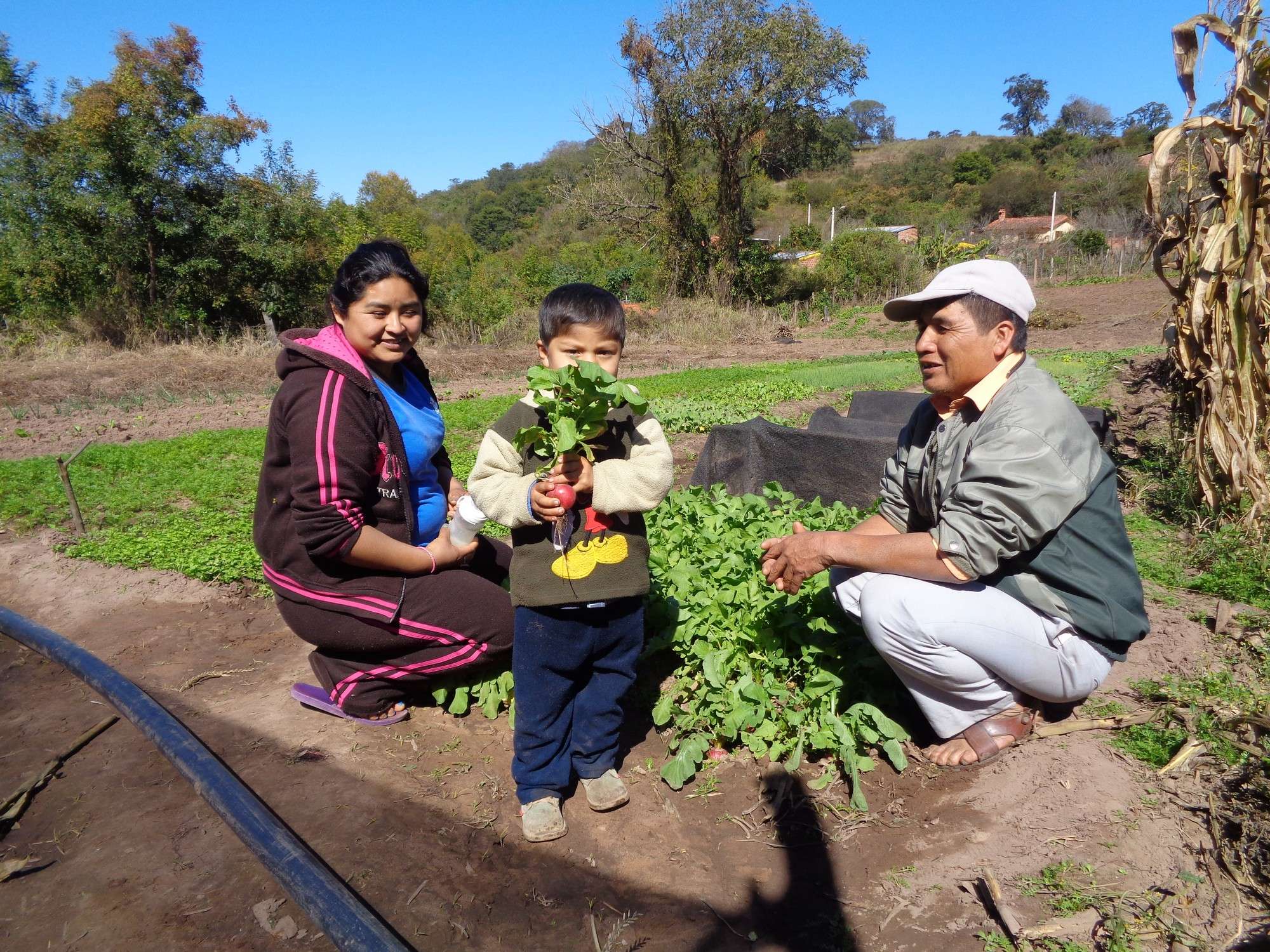 Apoyo en la producción de hortalizas.