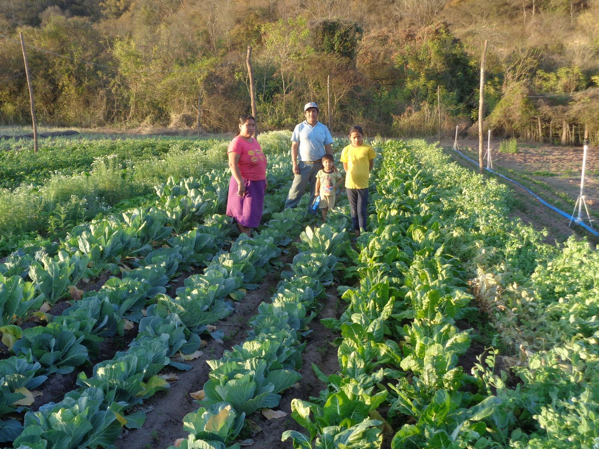 Apoyo productivo de verduras orgánicas.
