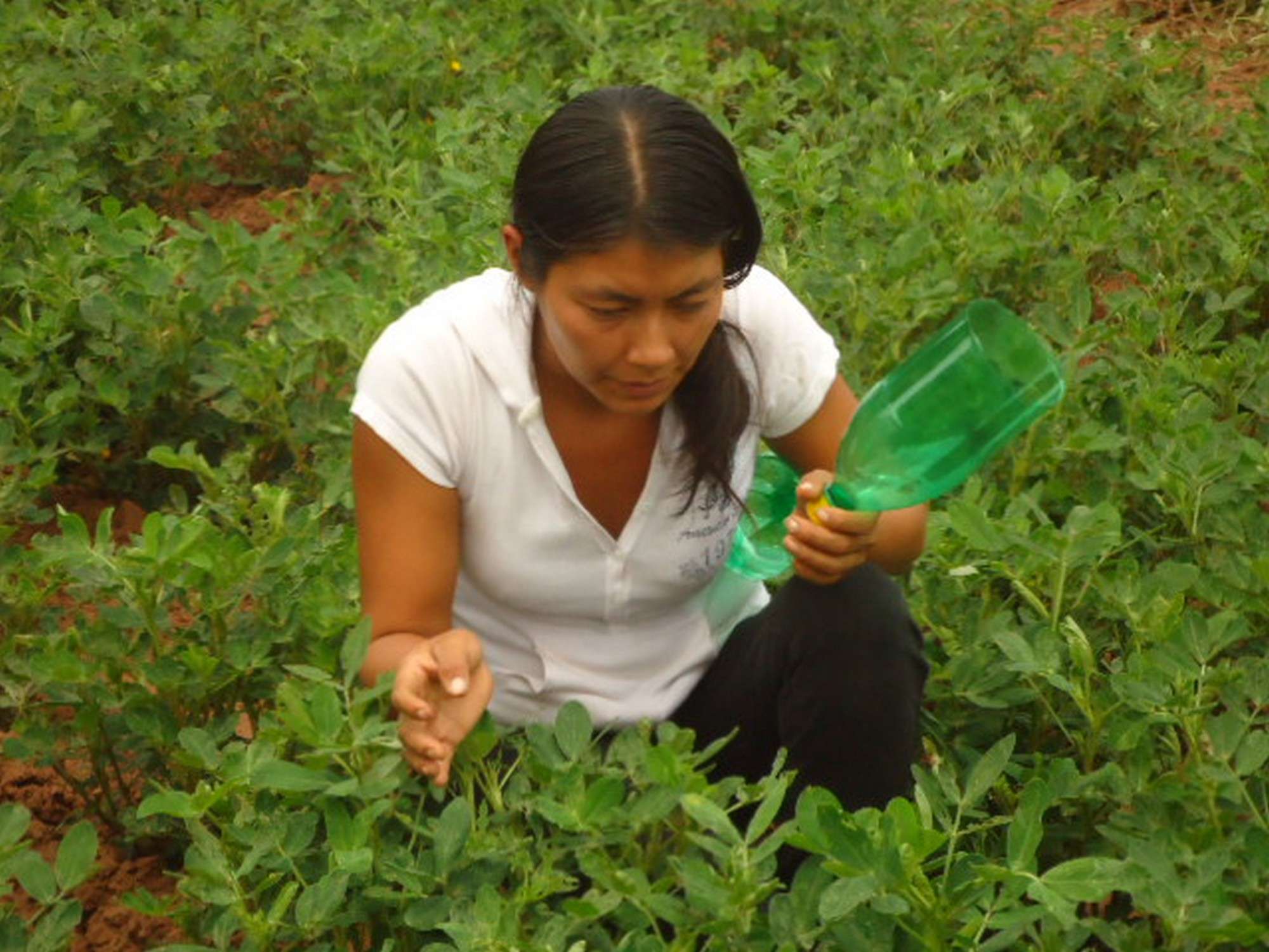 Capacitación en la producción sostenible de verduras y hortalizas. Facilitando la soberanía alimenta